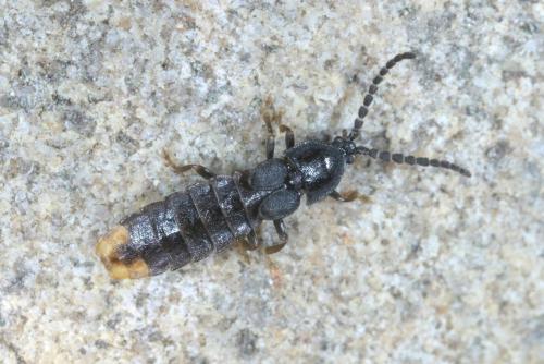 Réf. 260 011 : Phosphaenus hemipterus